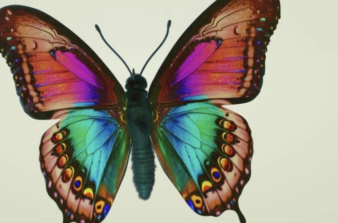Vista aproximada da borboleta mostrando detalhes das asas