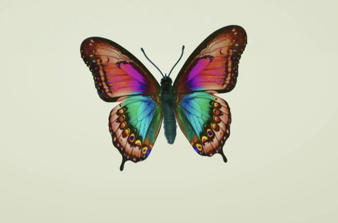 Vista frontal da borboleta em Gaussian Splatting